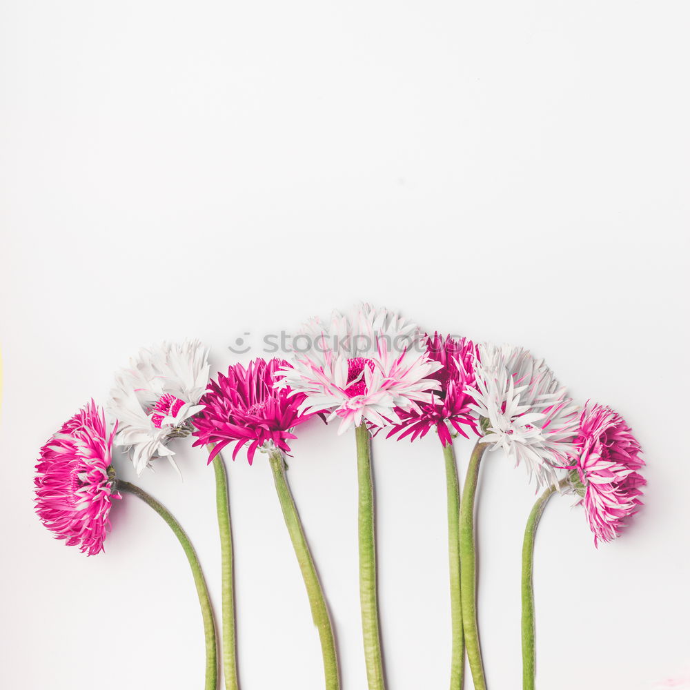 Similar – Pink flower in blue vase