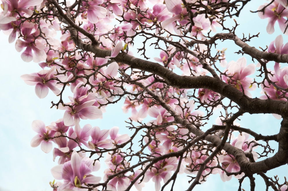 sakura Nature Plant Sky