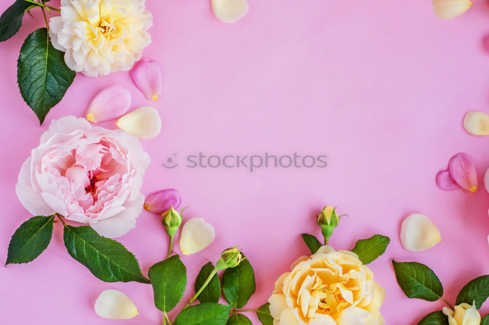 Similar – Weibliche Hände halten schöne große rosa Lilie Blumen