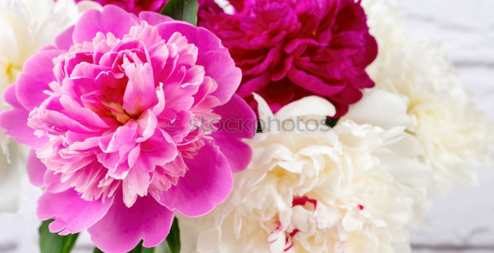 Similar – peonies Pink Flower