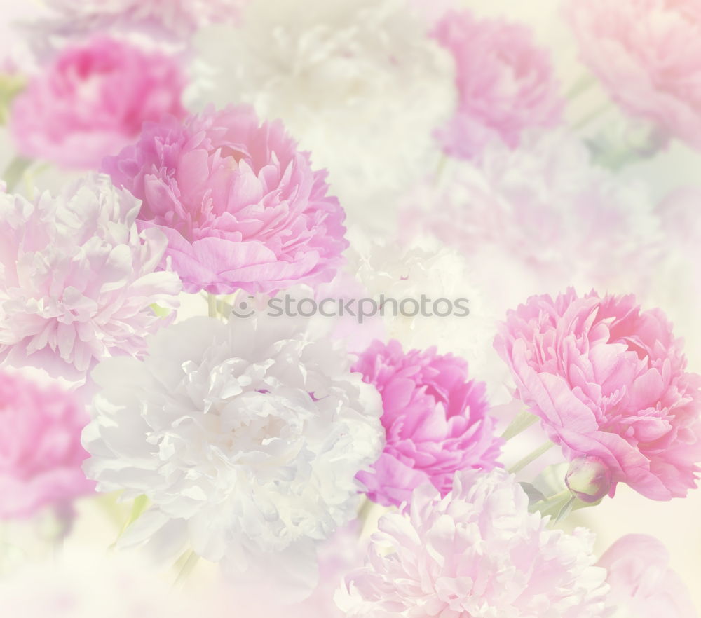 Similar – Image, Stock Photo Delicate Spring Summer