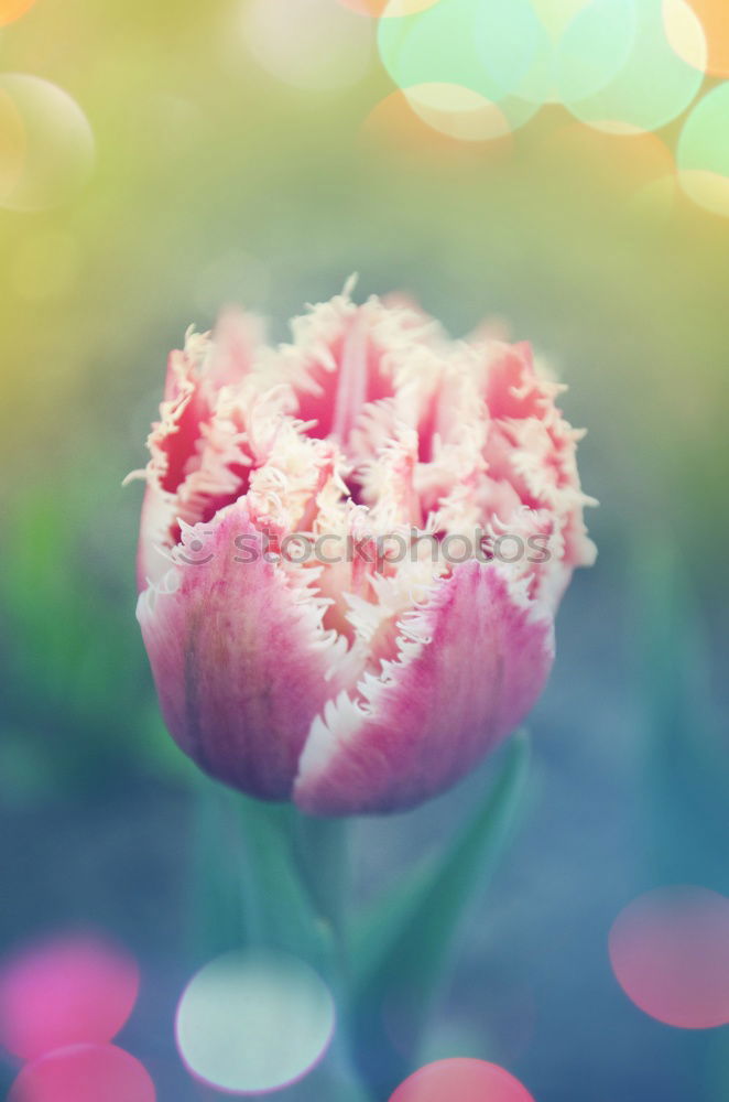 Similar – Image, Stock Photo red blossom decorative bouquet of flowers