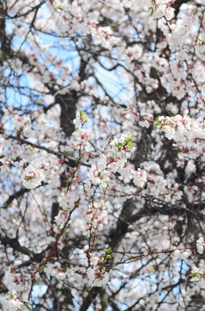 Similar – Spring leaves its pink ribbon …