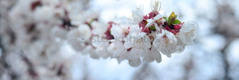 Similar – Cherry blossom | pink ornamental flower