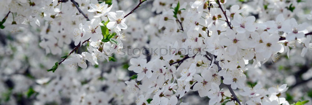 Similar – Image, Stock Photo grass Grass Beautiful