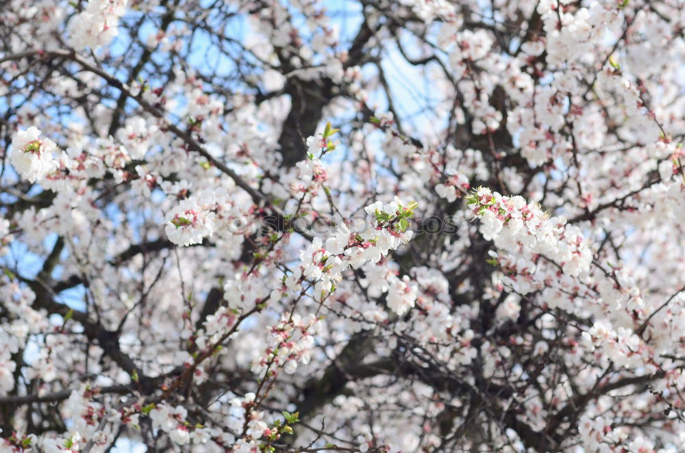 Similar – Foto Bild Der Frühling zeigt sein buntes Band…