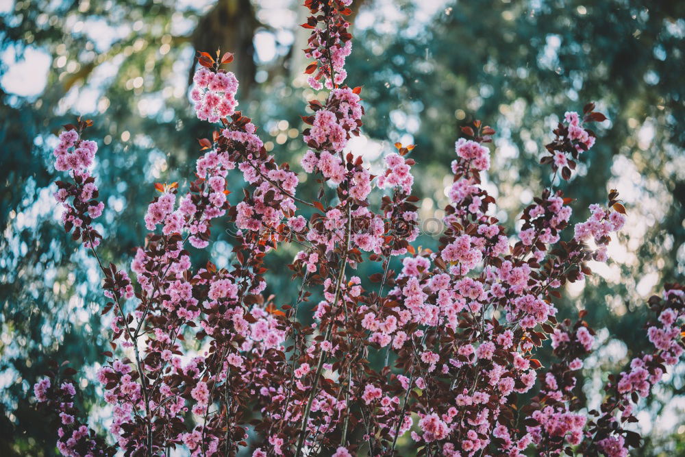 Image, Stock Photo pink flowers…