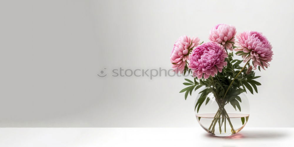 Similar – Bunch of gerbera daisies flowers on white desk, top view with copy space. Can used to Mothers day , Womens day, birthday or wedding. Greeting card