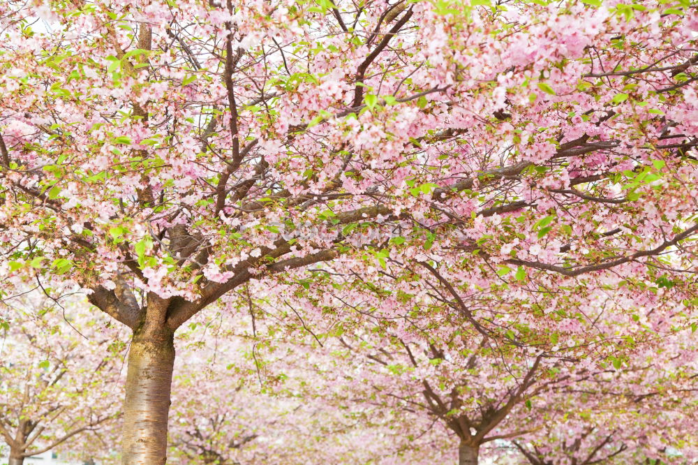 Similar – Foto Bild Es duftet nach Frühling.