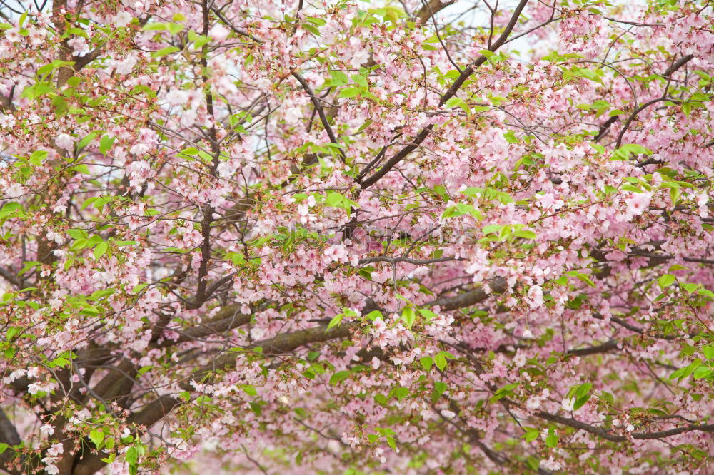 Similar – Foto Bild Der Frühling zeigt sein buntes Band…