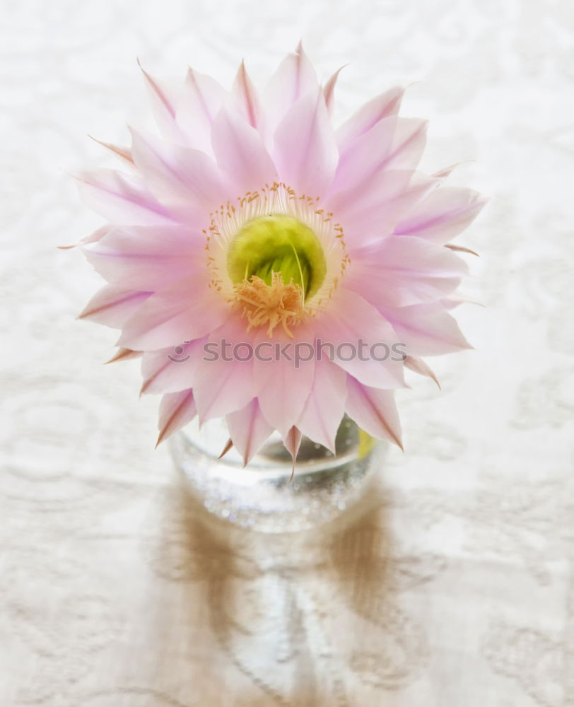 Similar – love trial Crocus Flower