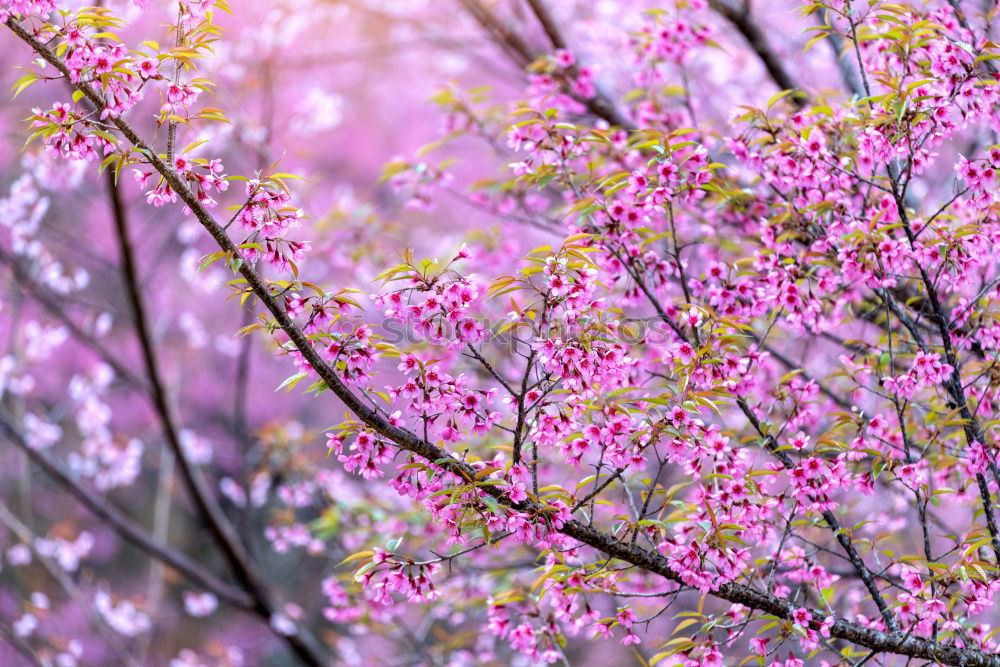 Similar – Image, Stock Photo windowsill Orchid Tree