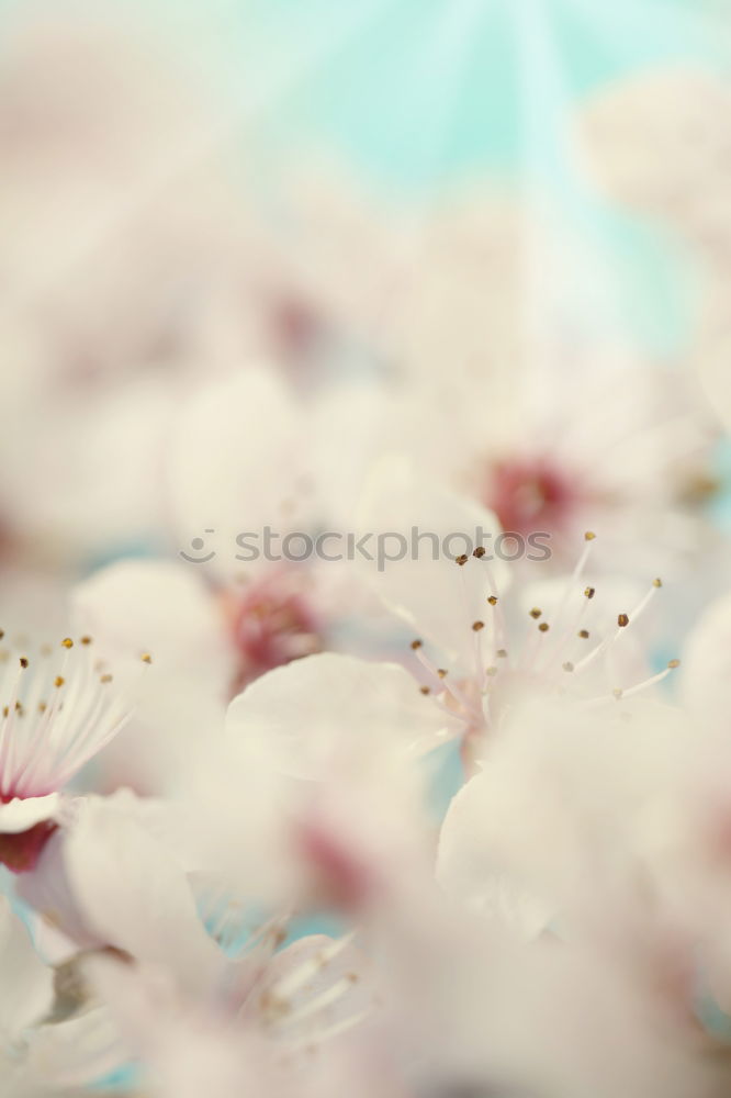 Similar – Image, Stock Photo Bottle with cosmetic lotion and flowers