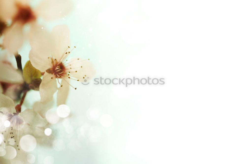 Similar – Image, Stock Photo a little flower for you