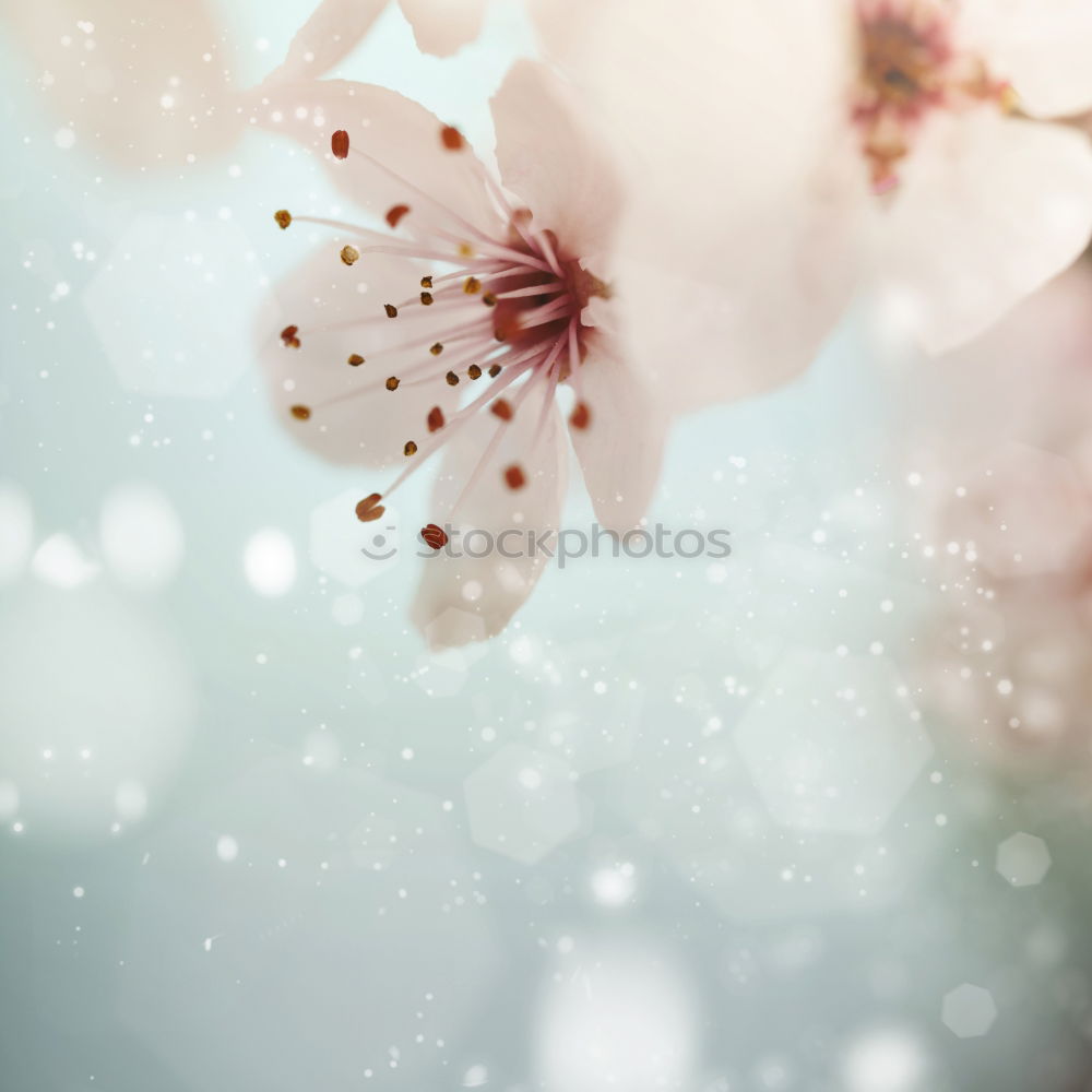 White spring cherry blossom on blue background