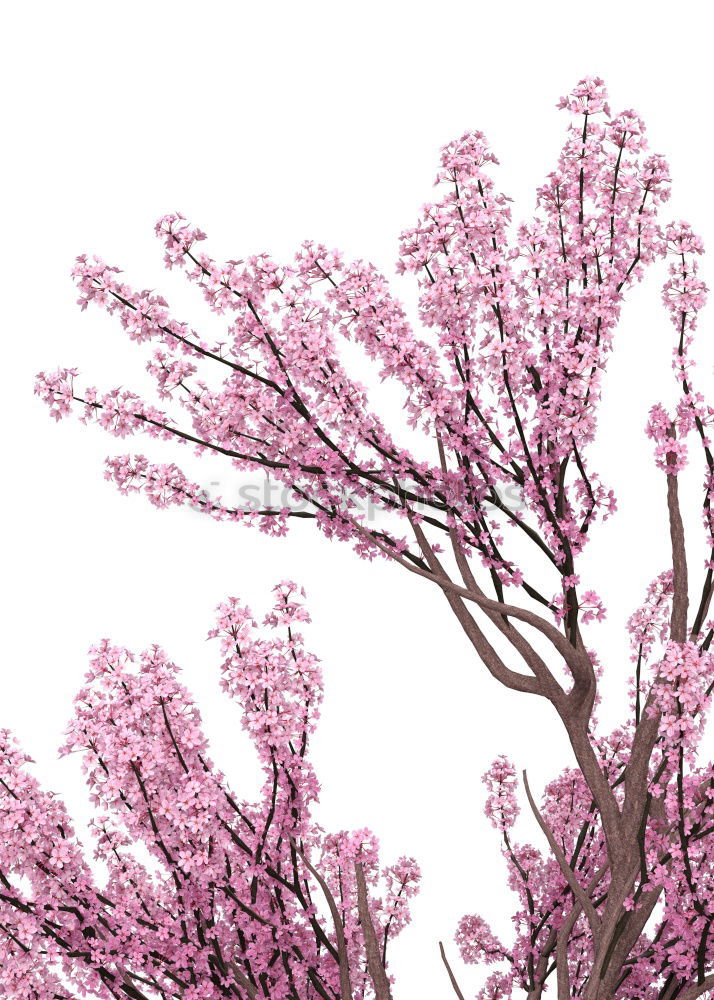 Similar – Spring leaves its pink ribbon …