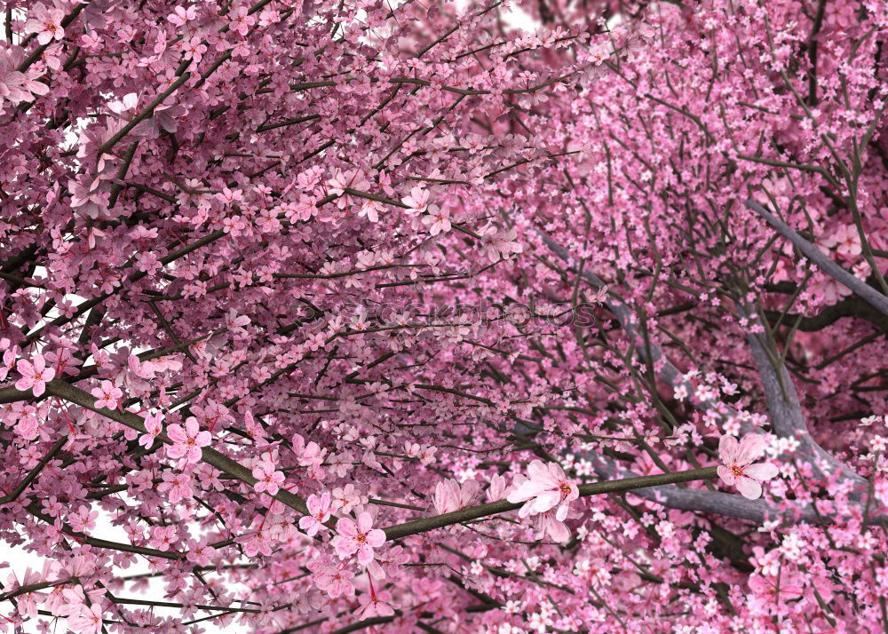 Similar – Image, Stock Photo in bloom Style Nature