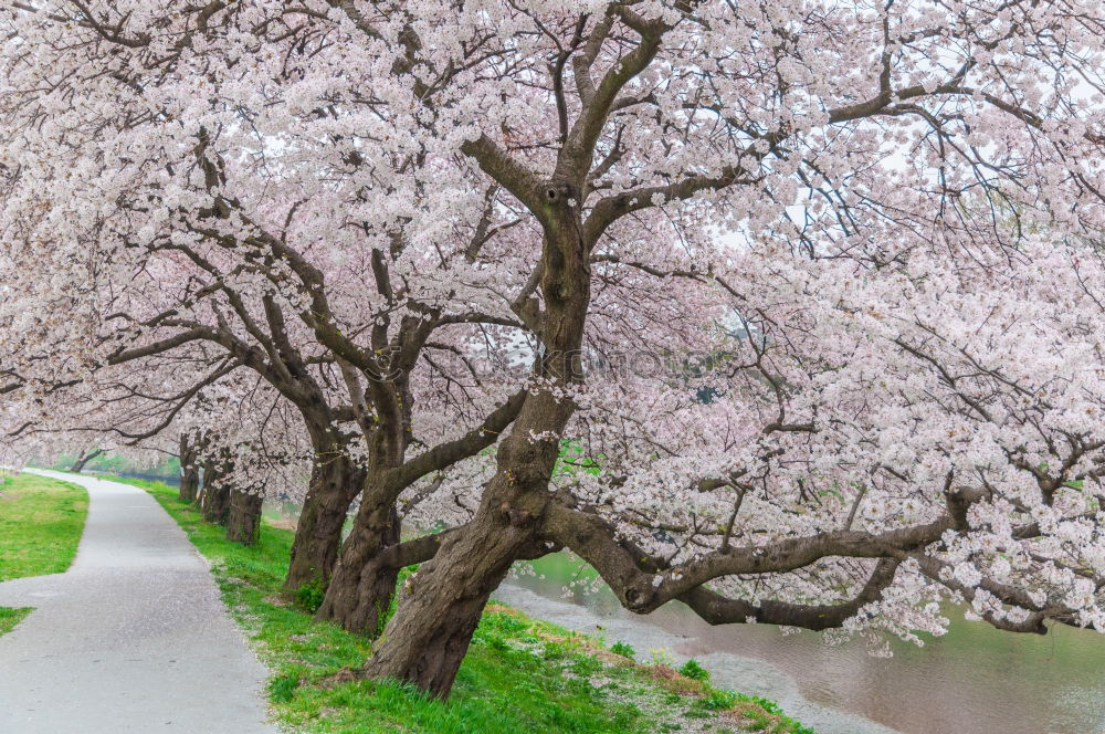 Similar – Image, Stock Photo pink dream Plant Spring