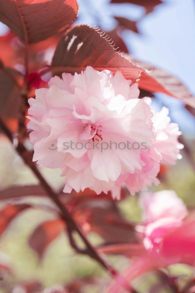 Similar – Image, Stock Photo resistance Spring Blossom