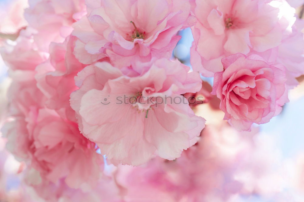 Similar – Image, Stock Photo resistance Spring Blossom