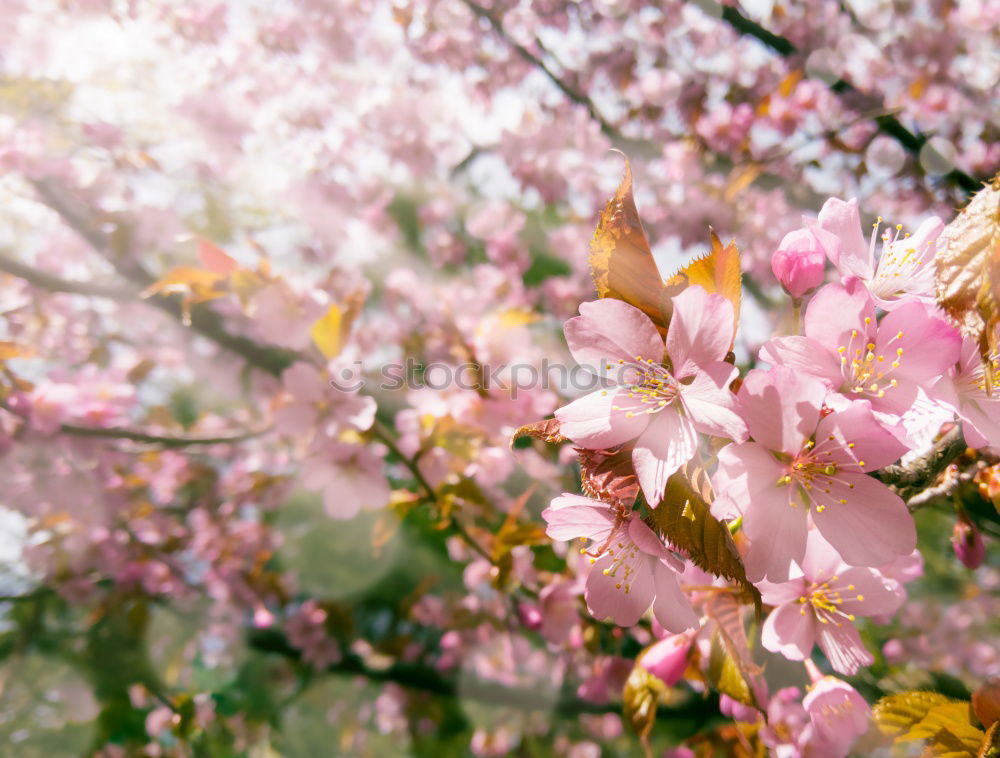 Similar – Image, Stock Photo Magnolienblüten