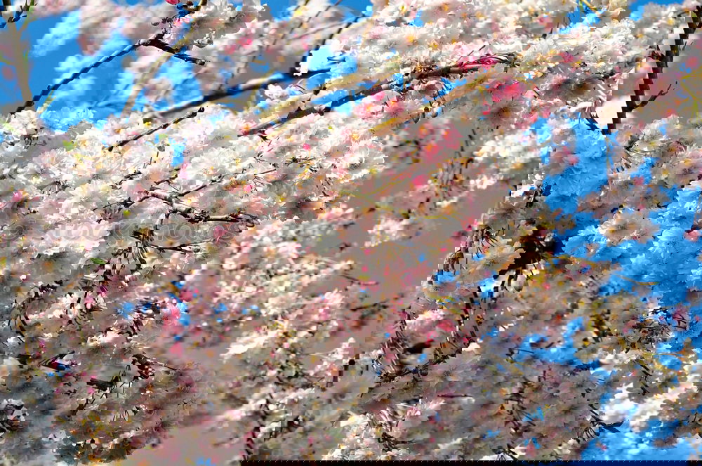 Similar – Foto Bild blüten Blüte mehrfarbig