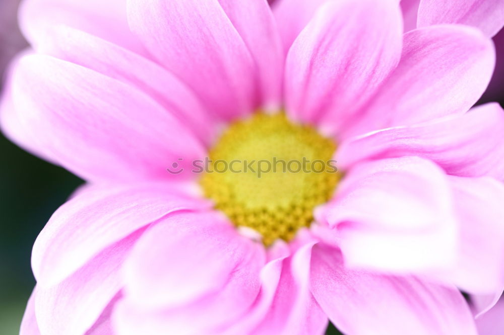 Similar – Image, Stock Photo Flower and pollen Plant