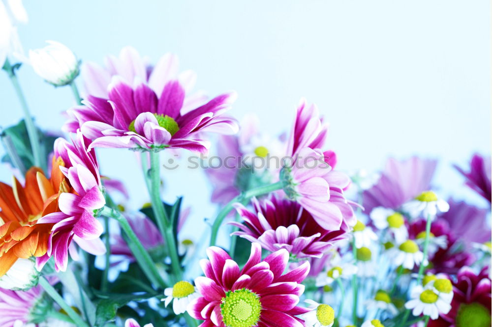 Similar – Spring Bouquet Easter Greeting Tulips