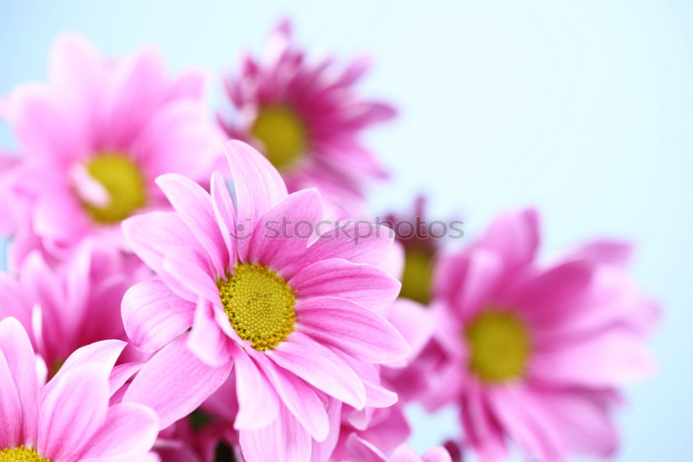 Similar – Image, Stock Photo Three Purple Cosmea flowers against neutral background