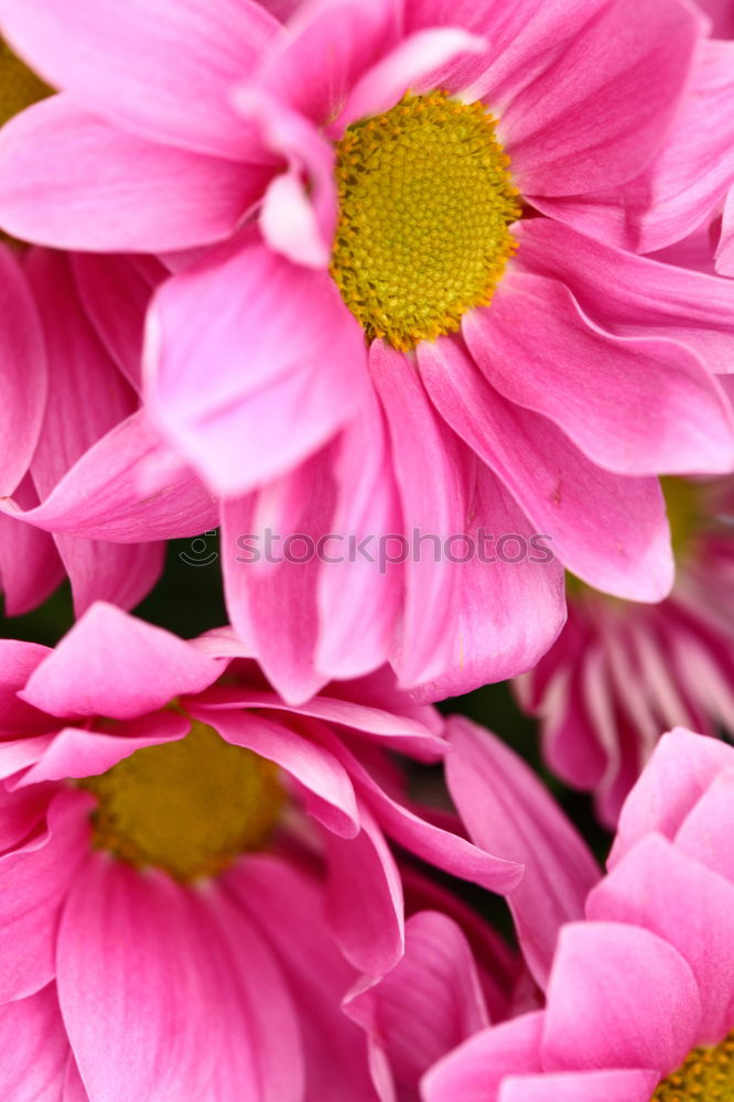 Similar – Image, Stock Photo flower power pink flower