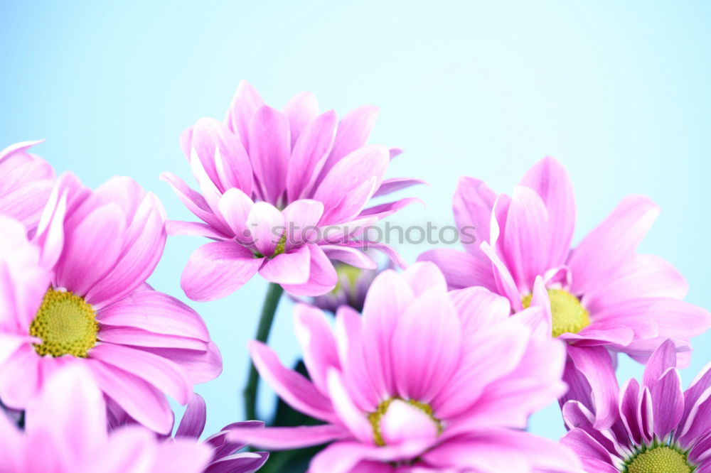 Similar – Image, Stock Photo Three Purple Cosmea flowers against neutral background