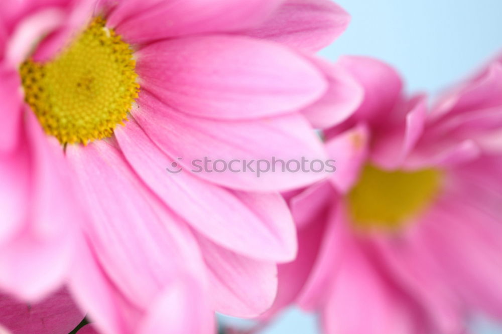 Similar – Rosa Blüte Frühling rosa