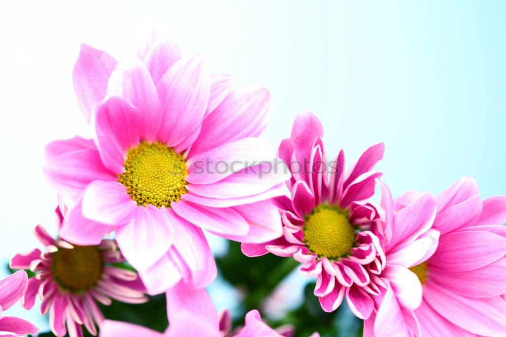 Similar – Image, Stock Photo A measure of flowers