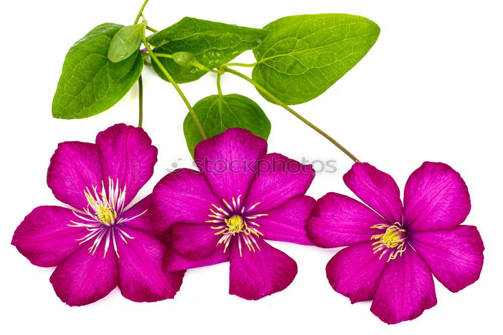 Similar – Image, Stock Photo Petunia, Pitunia, Surfina
