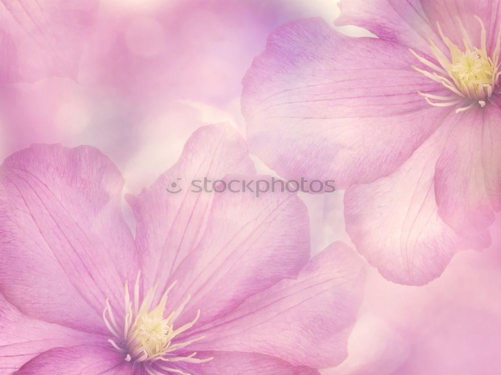 Similar – pink Plant Spring Flower