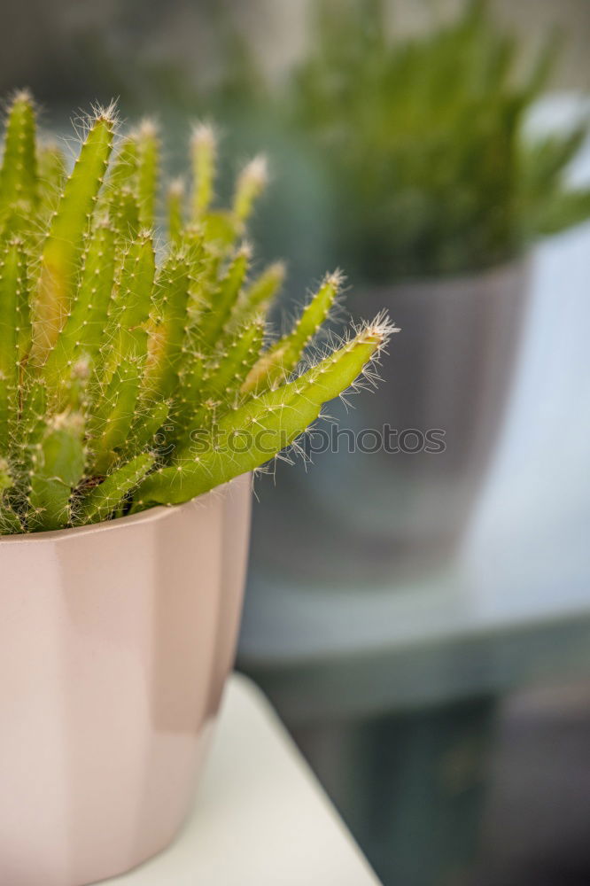 Similar – Image, Stock Photo cactus as houseplant with hanging leaves in a pot on the shelf at home