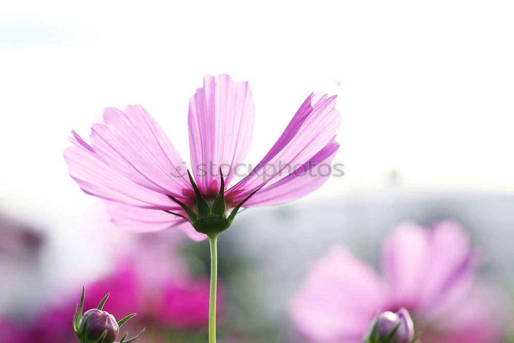 Similar – sea of blossoms Plant