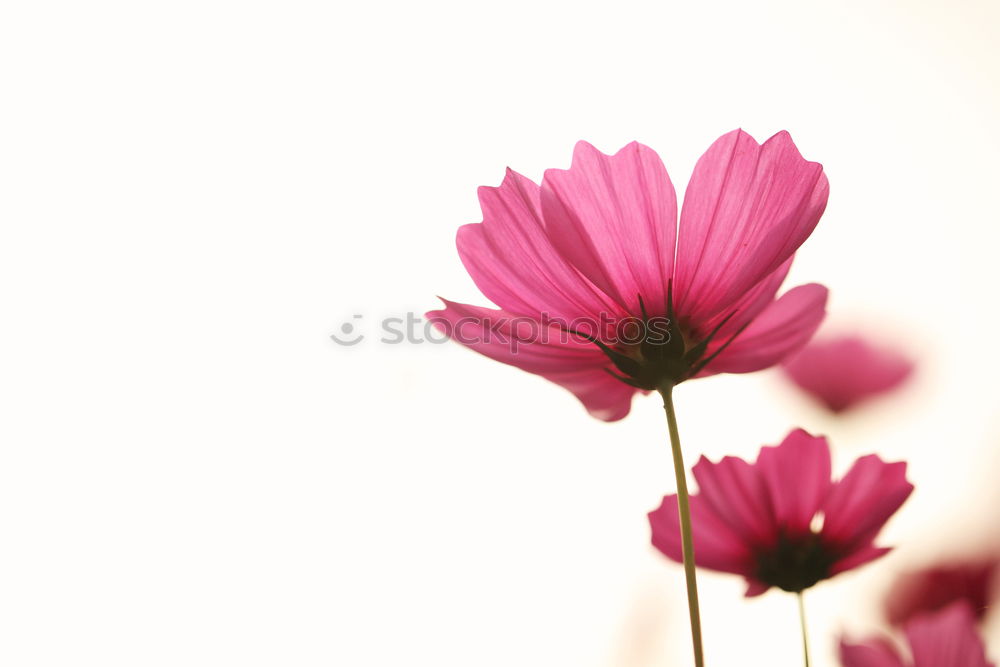 Similar – magenta flower II Blume