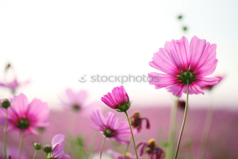 Similar – Image, Stock Photo poppy blossom Nature