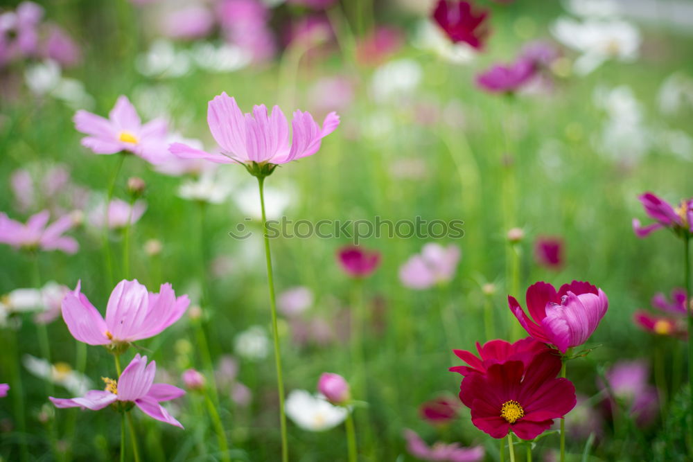 Similar – Beautiful garden carnations flower bed