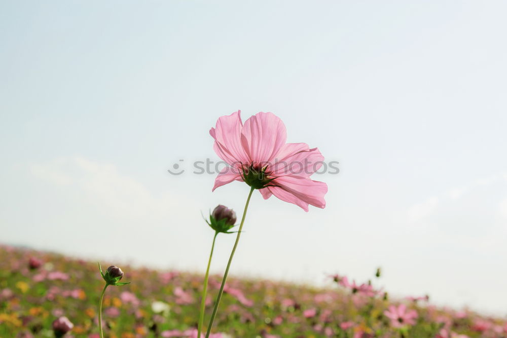 Similar – Image, Stock Photo Dahlia 1 Daisy Family