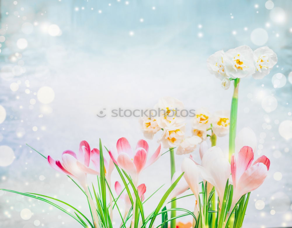 Similar – Image, Stock Photo flowers red white spring bouquet of flowers