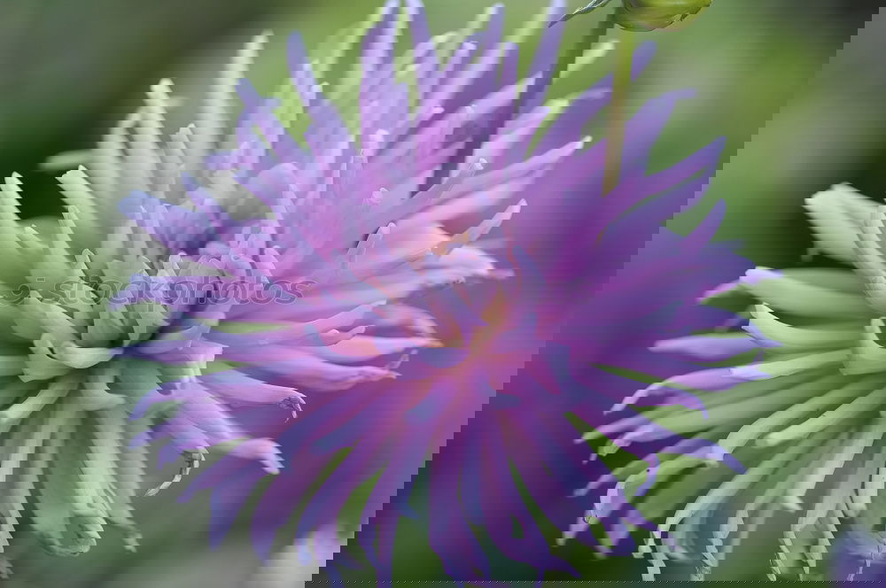 Similar – Foto Bild violettes Blümchen Blühend