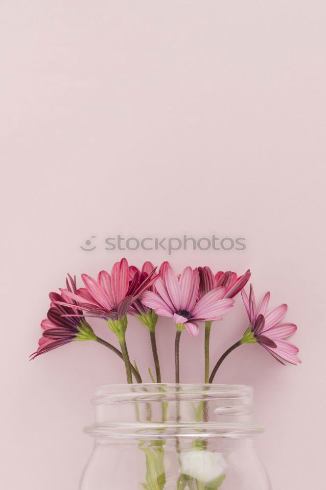 Similar – Pastel pink Ranunculus bouquet of flowers in glass jug on the table