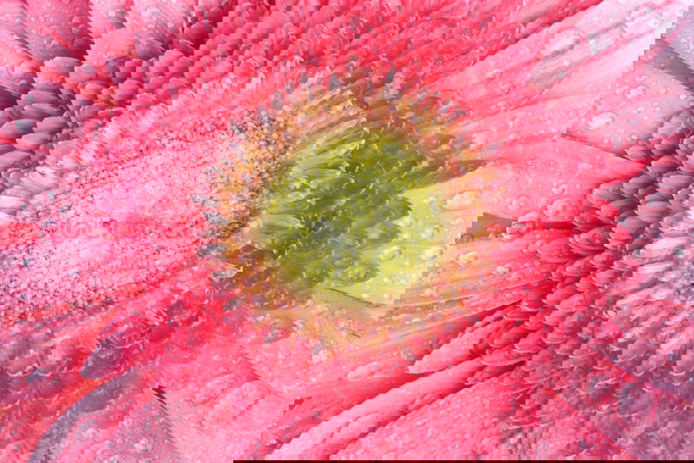 Similar – Image, Stock Photo opium poppy,flower