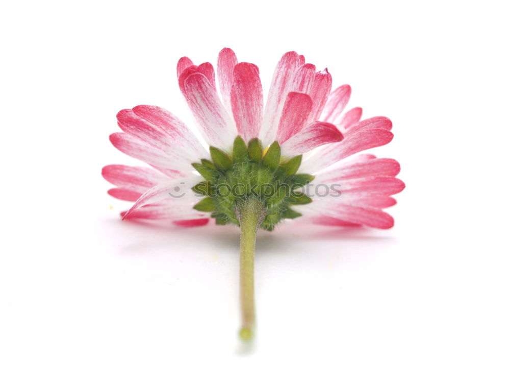 Similar – Image, Stock Photo Two pink cosmea flowers (white background)