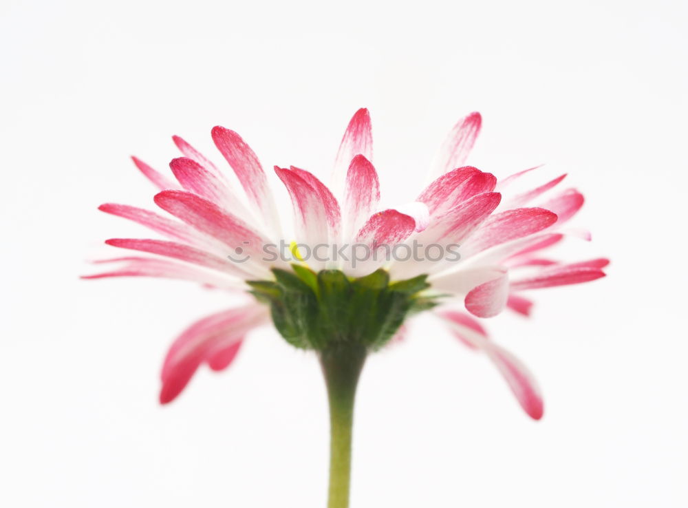 Similar – Crowned anemone with violet against a light background