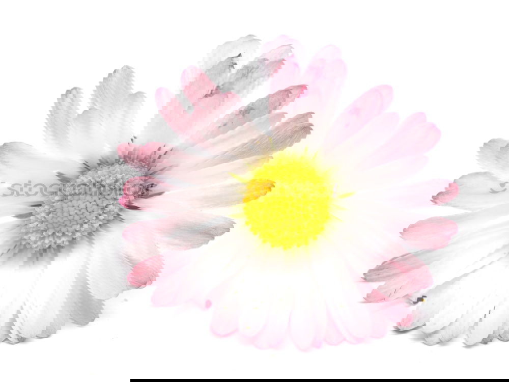 Similar – Image, Stock Photo White Gerbera Blum on blue background