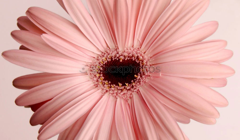 Similar – Image, Stock Photo Pastel pink flowers frame