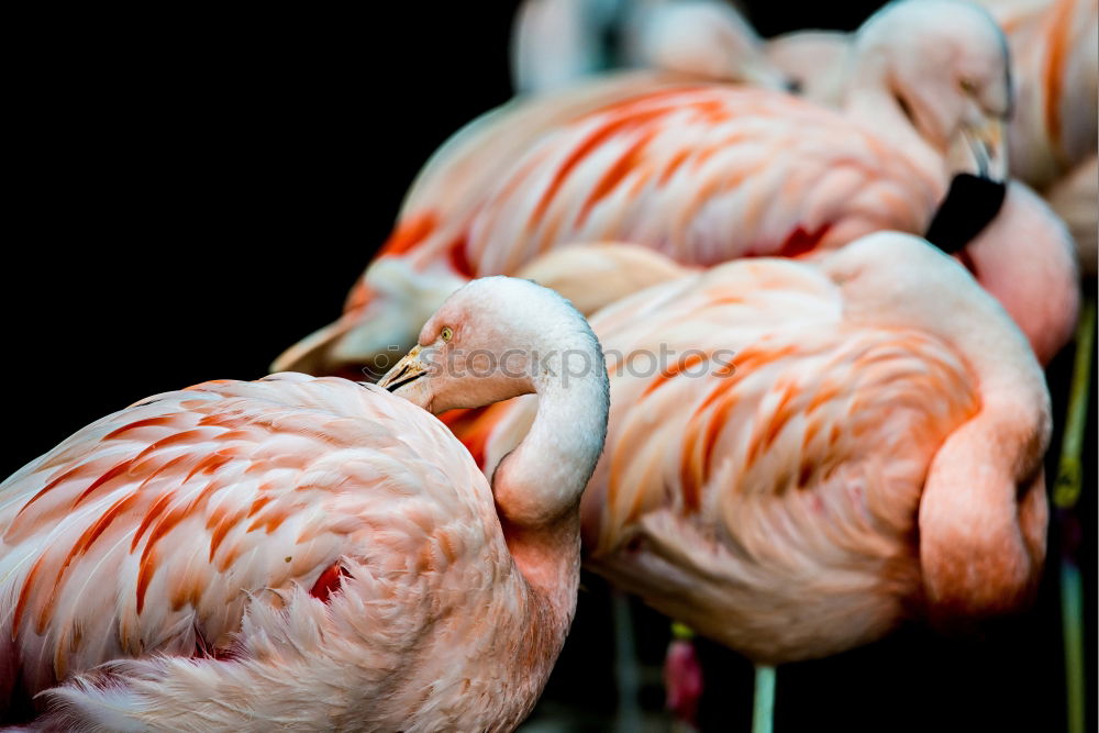 Image, Stock Photo weird bird Zoo Animal Sky